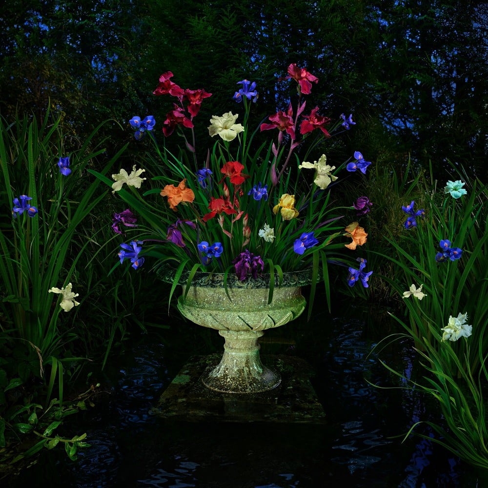 Irises by Dmitry Oskin